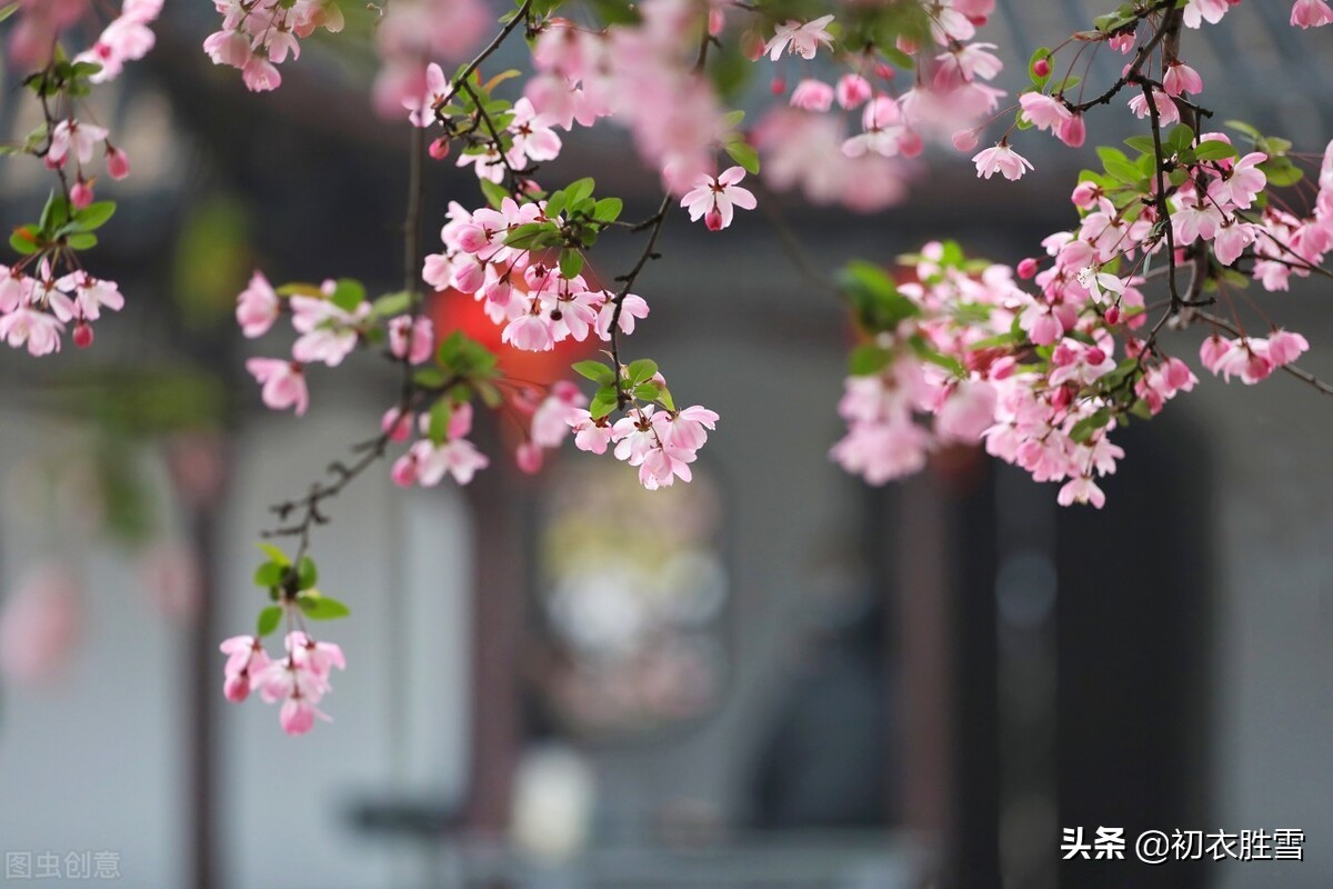 赏读蒋捷海棠春词：春晴也好，春阴也好，春雨如丝，绣出花枝红袅