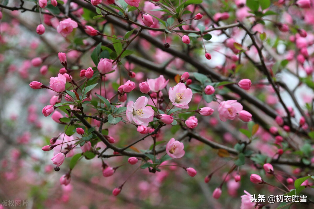 赏读蒋捷海棠春词：春晴也好，春阴也好，春雨如丝，绣出花枝红袅