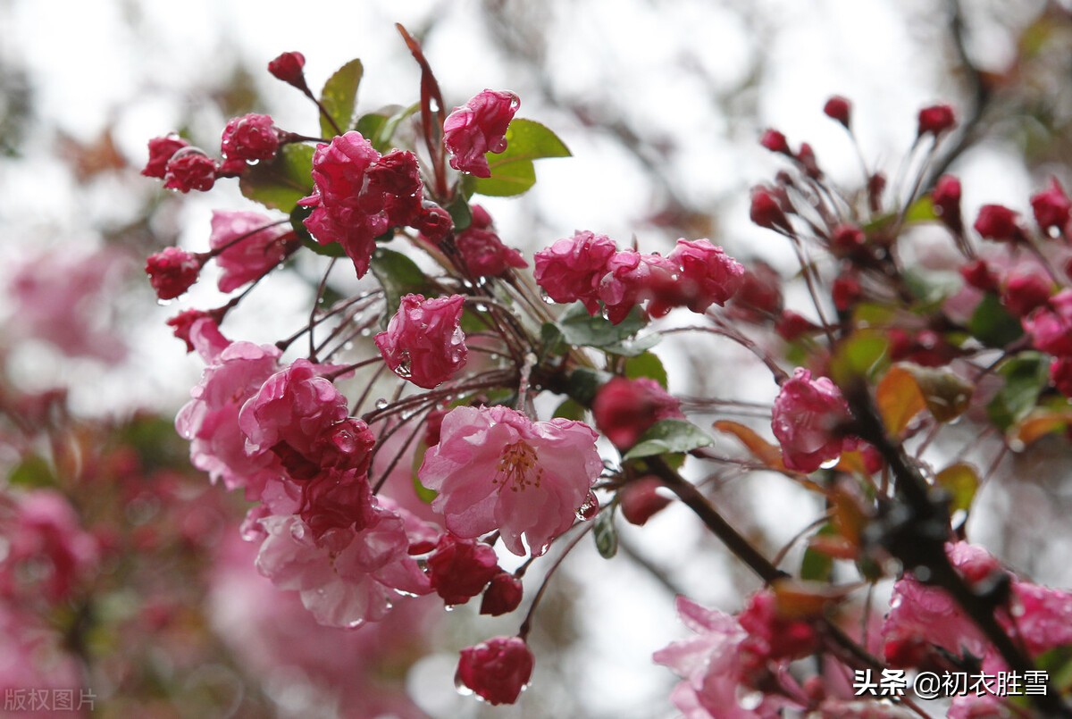 陈与义春雨海棠四首，乱世丹心，海棠不惜胭脂色，独立濛濛细雨中