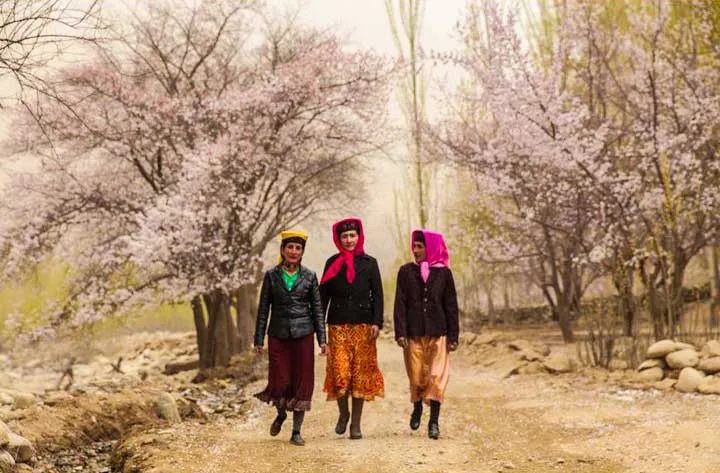 南疆秘藏的赏花自驾路线，看杏花秘境，穿越四条神秘公路