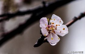 二十四节气诗之惊蛰五首，惊蛰二月节，绿杨风急，杏花胭脂雨