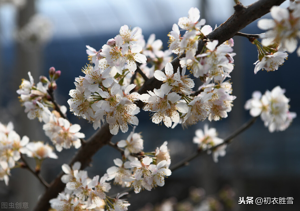 元稹樱桃花丽诗两首：樱桃花，一枝两枝千万朵，花砖曾立摘花人