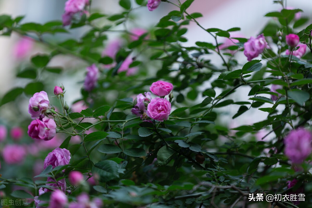 张爱玲的蔷薇名句，蔷薇处处开，那幼小的圆满也有它的可爱可亲
