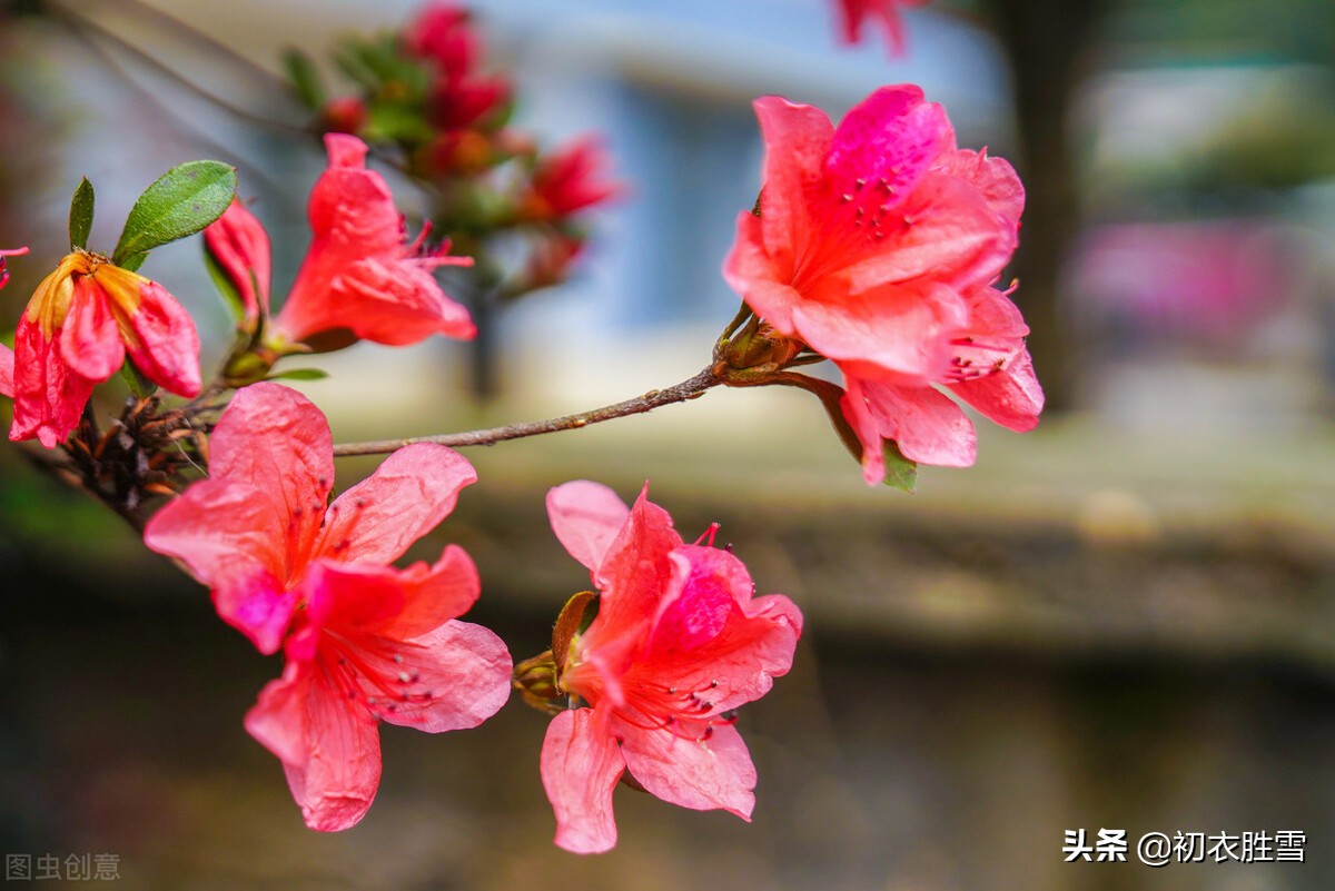 辛弃疾杜鹃花两首，比杜牧辛辣，莫问兴亡今几主