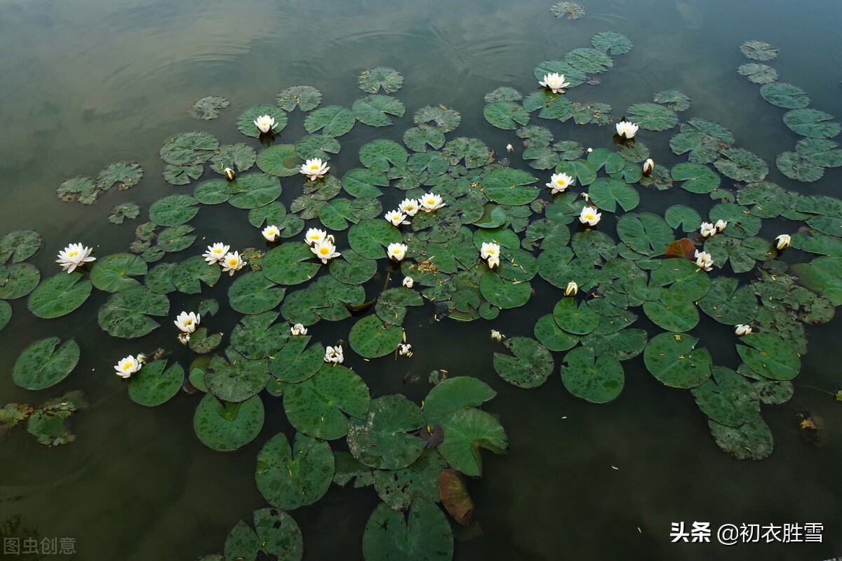 晚春初夏清新荷叶诗五首：四月圆荷钱学铸，试数荷钱几个生？