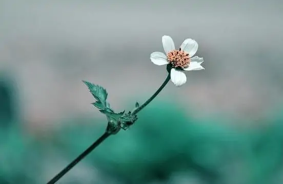 时光静好，秋心似水，心有可依，柔情也有归处