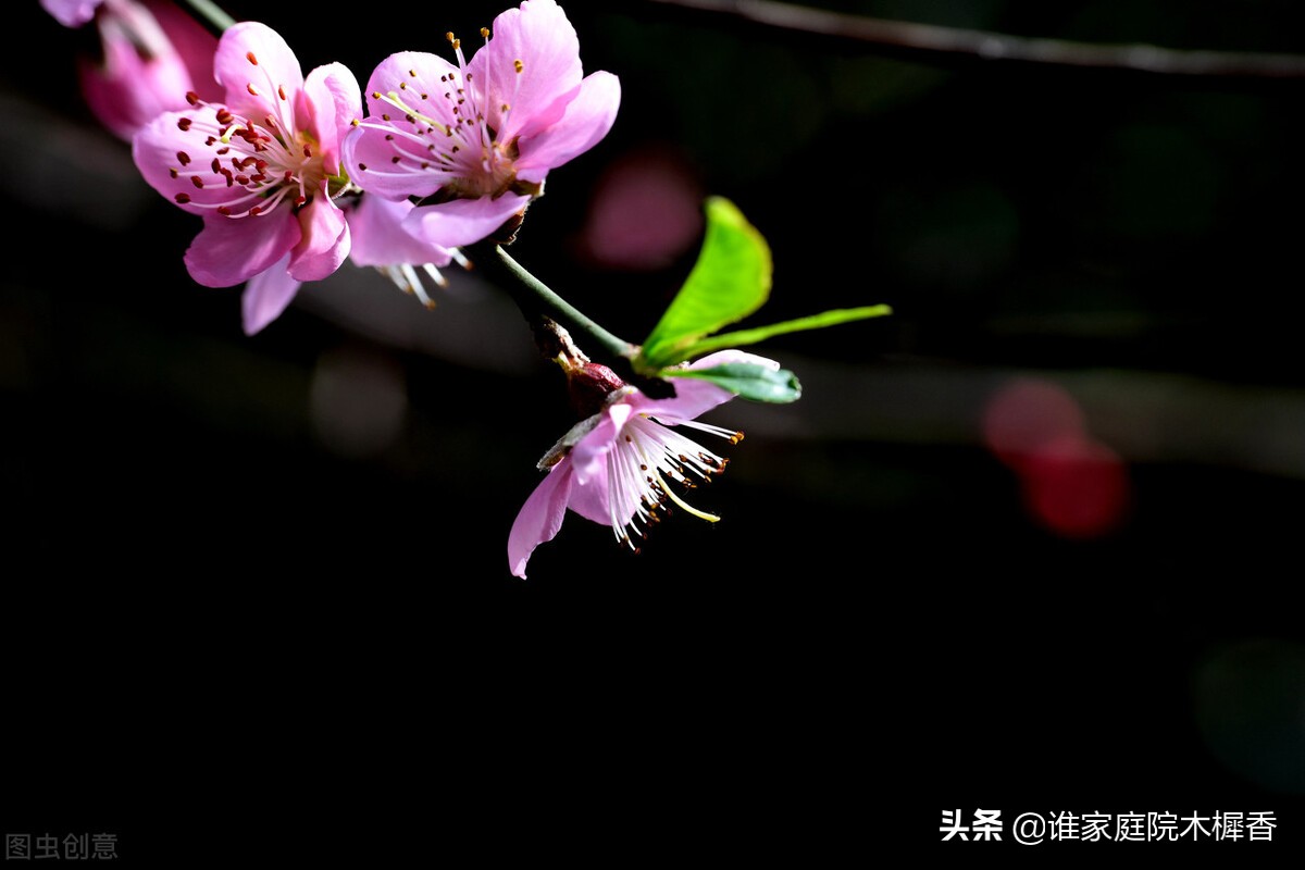 桃花穿越千年，满树和娇，万枝丹彩，淡淡花香从诗经传到诗词