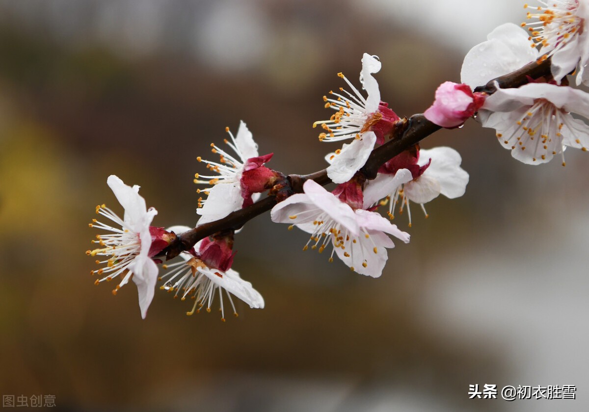 韩偓寒食诗五首赏读：四时最好是三月，一去不回唯少年