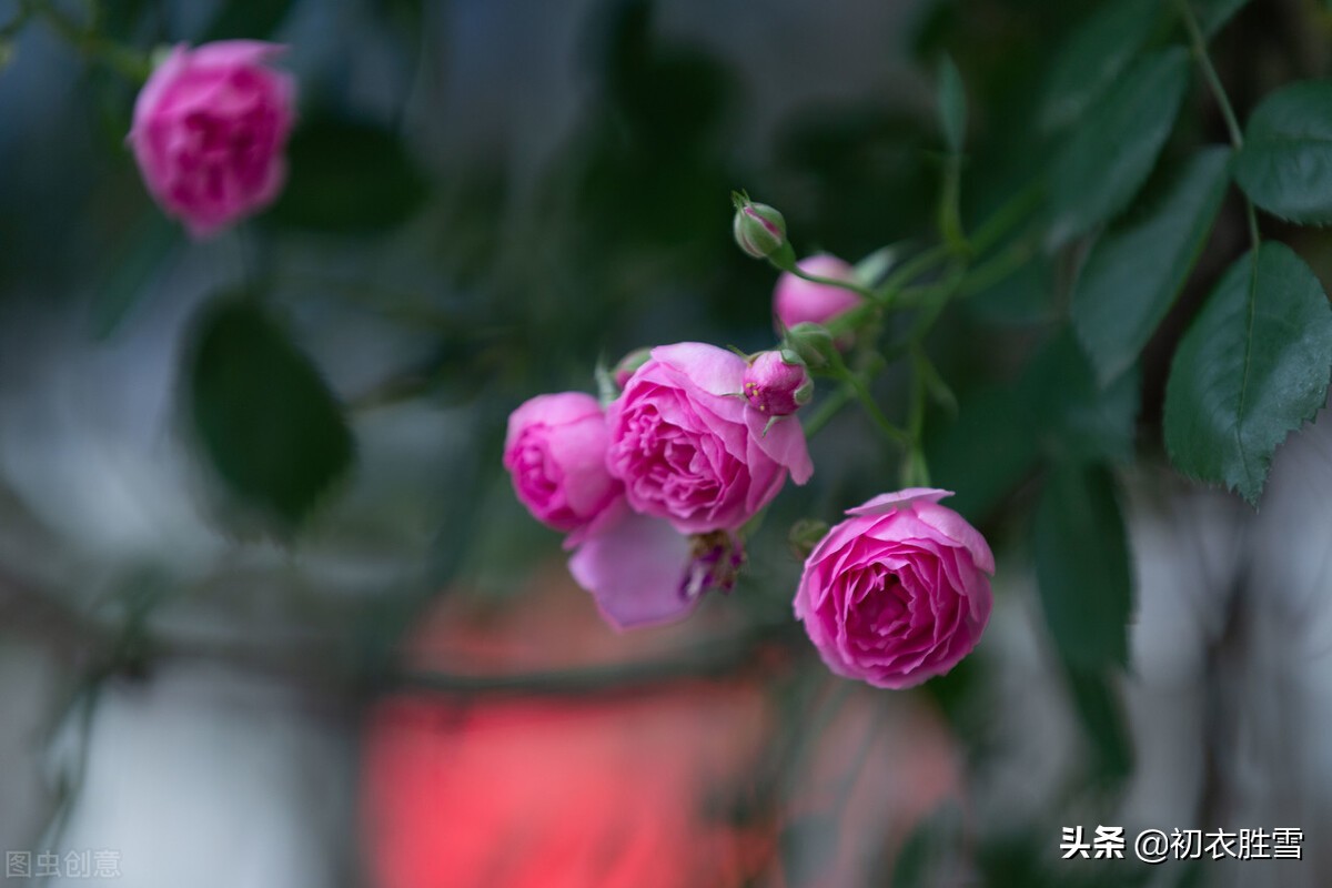 蔷薇爱情诗词四首：还家消息约蔷薇，蔷薇花谢即归来