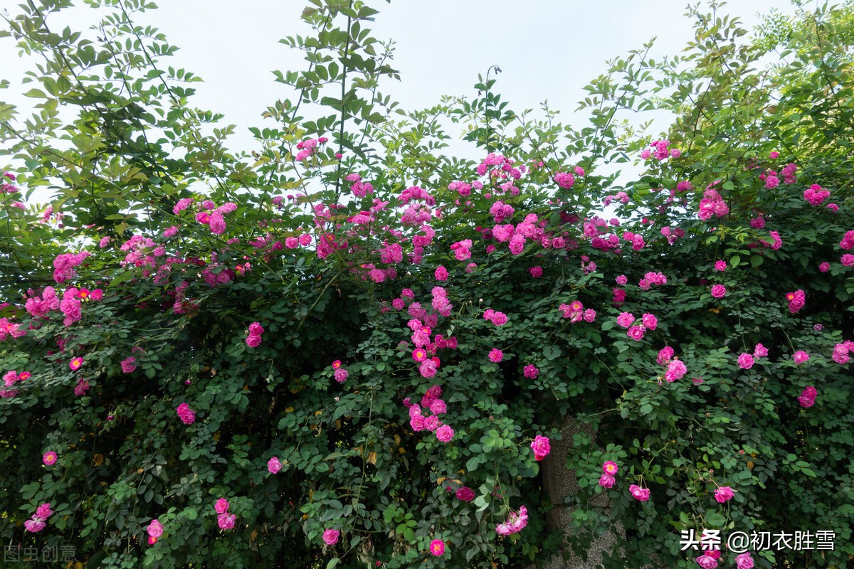 藏在唐诗里的晚春蔷薇8首：花到蔷薇明艳艳，一架长条万朵春