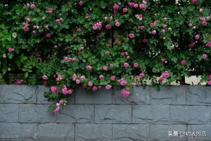 藏在唐诗里的晚春蔷薇8首：花到蔷薇明艳艳，一架长条万朵春