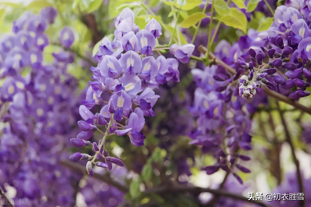 紫藤古诗七首：绶花空结紫藤高，紫藤花落午微风