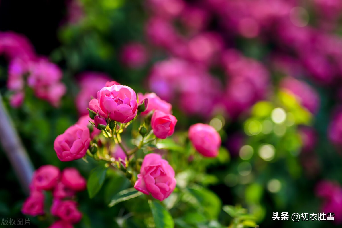 蔷薇唯美诗词5首，蝶交飞，戏蔷薇，治愈你的伤春