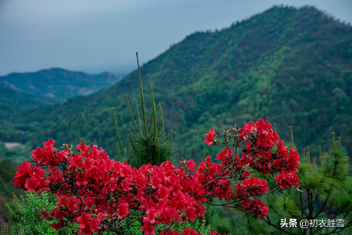 辛弃疾杜鹃花两首，比杜牧辛辣，莫问兴亡今几主