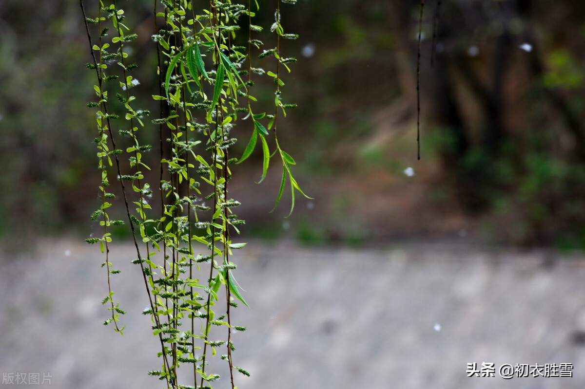 探讨李白“烟花三月下扬州”，李白的烟花，究竟是什么花？