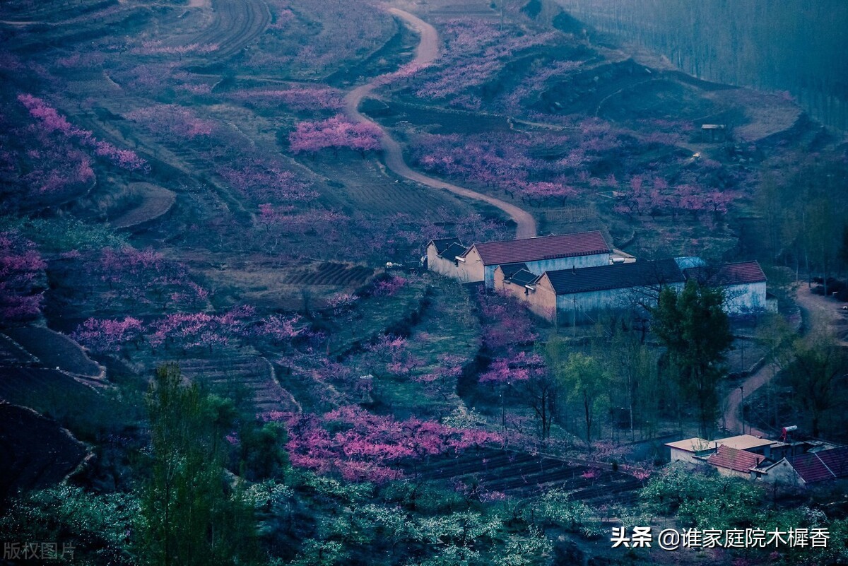 桃花穿越千年，满树和娇，万枝丹彩，淡淡花香从诗经传到诗词