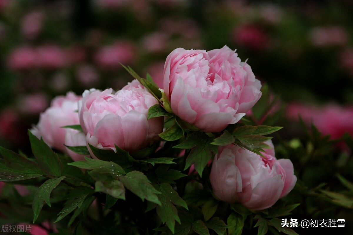 赏读元稹二十四节气诗之谷雨，山川黛色，谷雨春光，情感饱满深沉