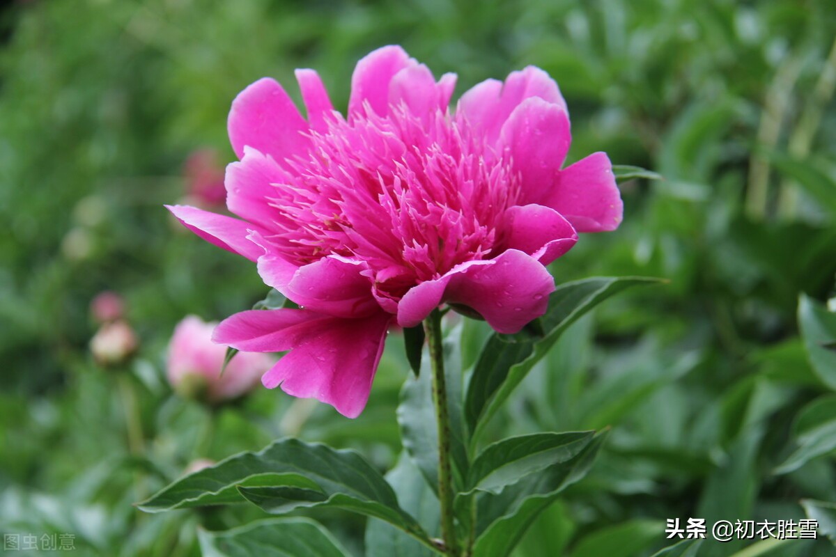 诗中芍药，合欢还有恨，名字是将离，芍药是怎么变成离别之花的？