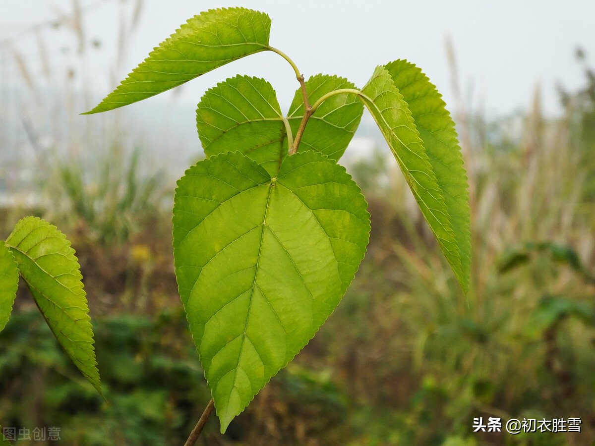 晚春之美，在李白的《春歌》《春思》里，采桑绿水边，红妆白日鲜