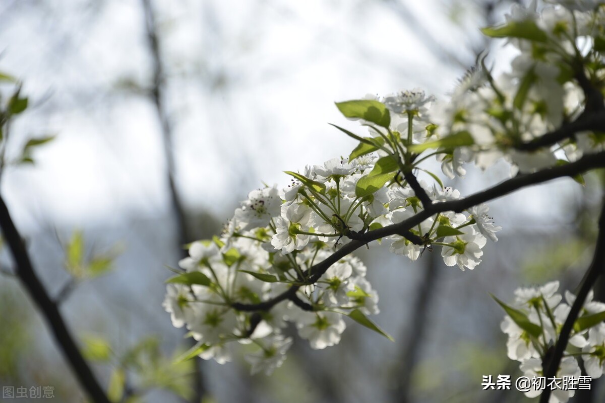 苏轼的梨花，人生看得几清明，这里的“清明”是指梨花还是节气？