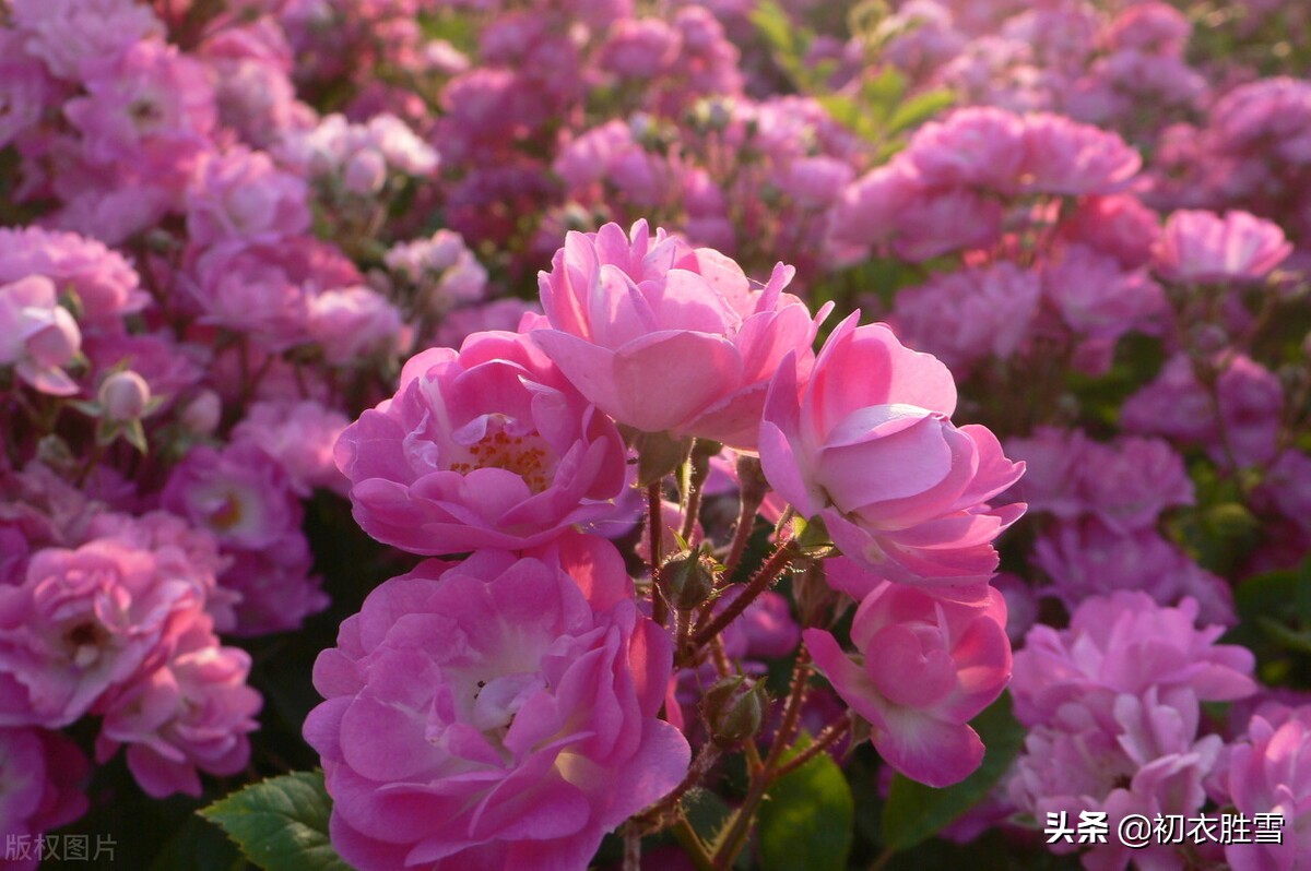 蔷薇唯美诗词5首，蝶交飞，戏蔷薇，治愈你的伤春
