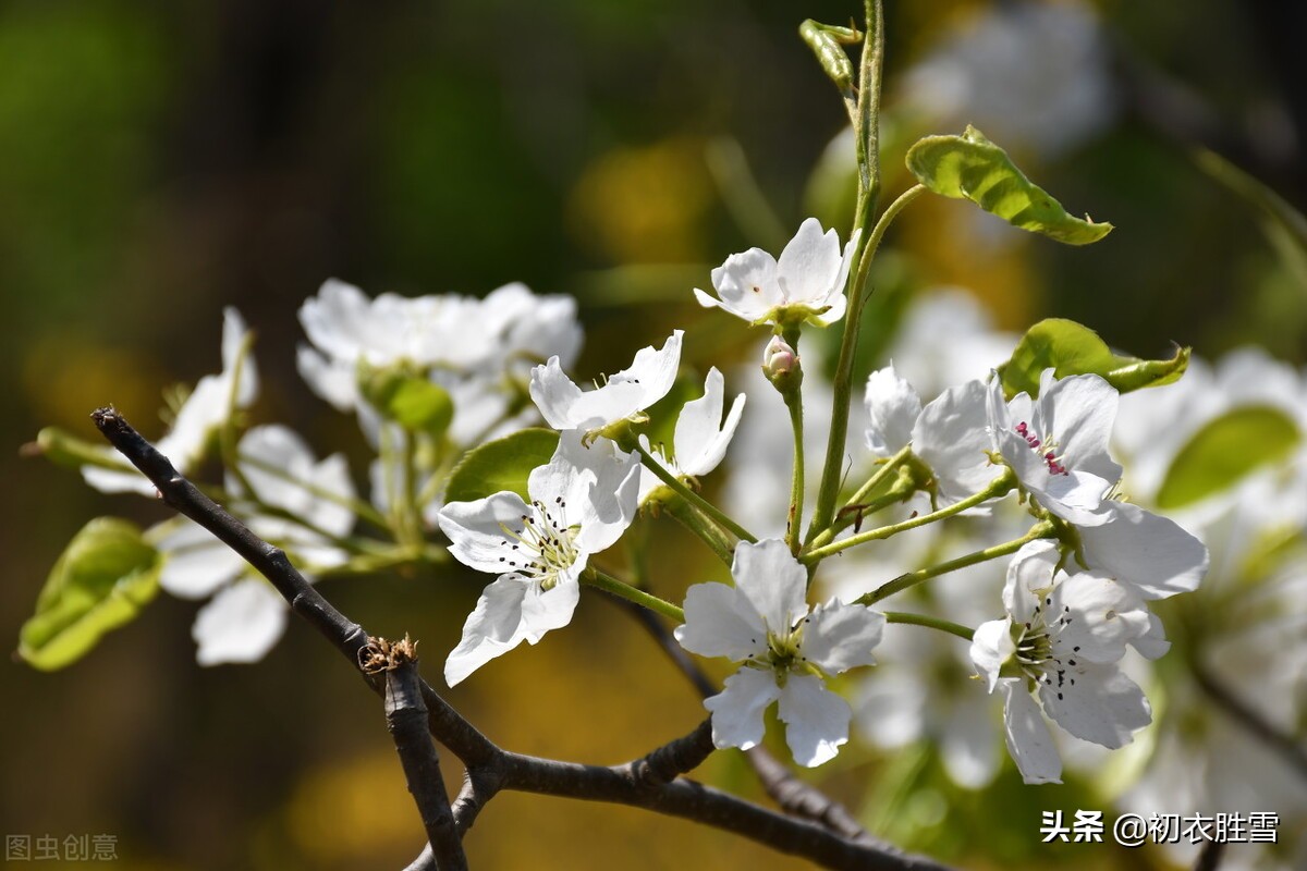 苏轼的梨花，人生看得几清明，这里的“清明”是指梨花还是节气？