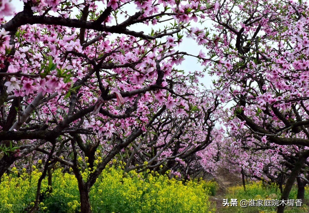 桃花穿越千年，满树和娇，万枝丹彩，淡淡花香从诗经传到诗词