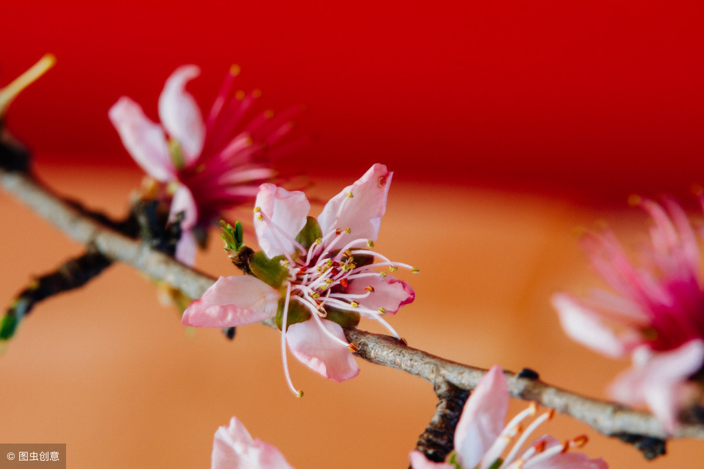 诗词中国：春风·十里·桃花，以诗眼看桃花，怎么这么好看