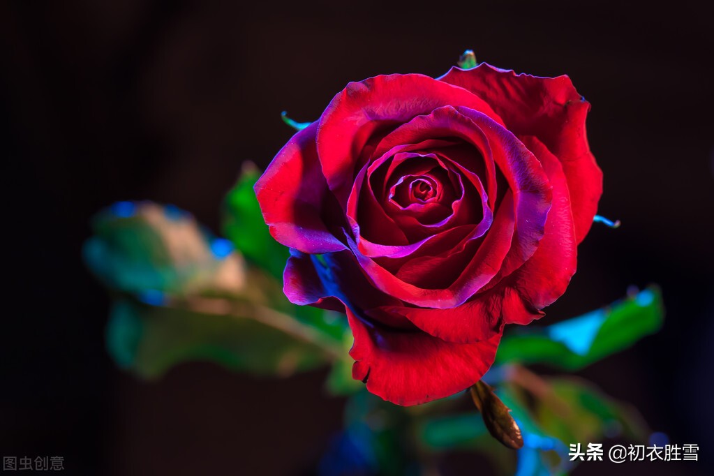 晚春唐诗玫瑰6首：折得玫瑰花一朵，凭君簪向凤凰钗