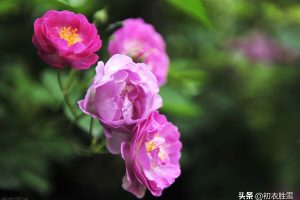 蔷薇爱情诗词四首：还家消息约蔷薇，蔷薇花谢即归来