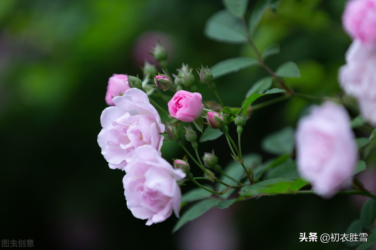 李白三首蔷薇，不向东山久，蔷薇几度花