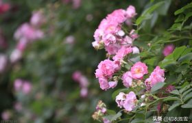 李白三首蔷薇，不向东山久，蔷薇几度花