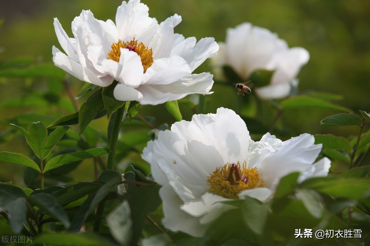 谷雨节气牡丹诗词7首，一朵千金，帝城谷雨初晴后