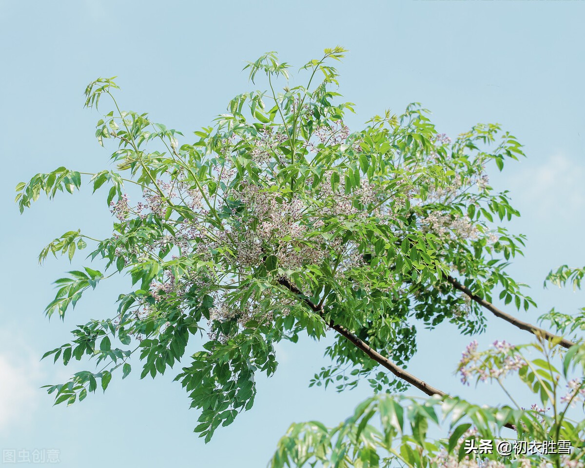 晚春花信风之楝花六首，轻风冉冉楝花香，又见春光到楝花