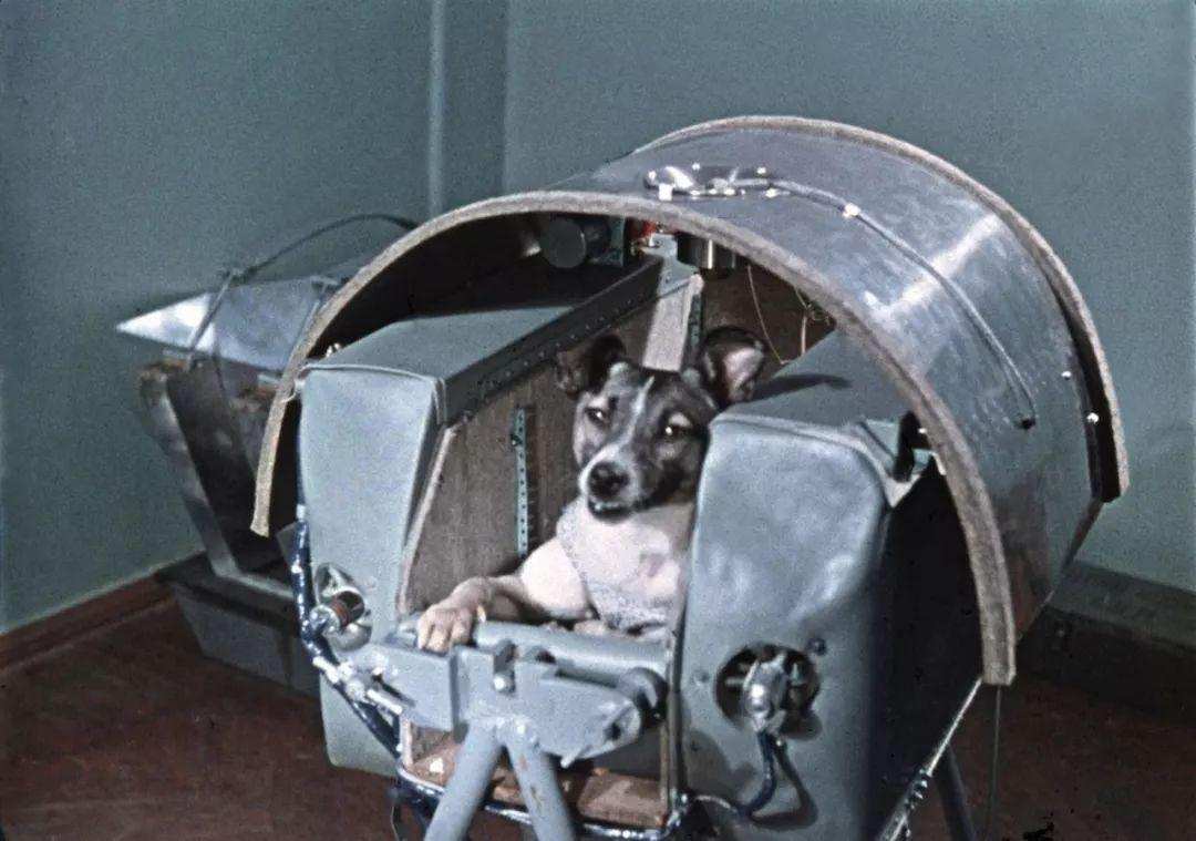 流浪狗莱卡执行太空任务，出发前就知回不来，死亡真相被隐瞒45年