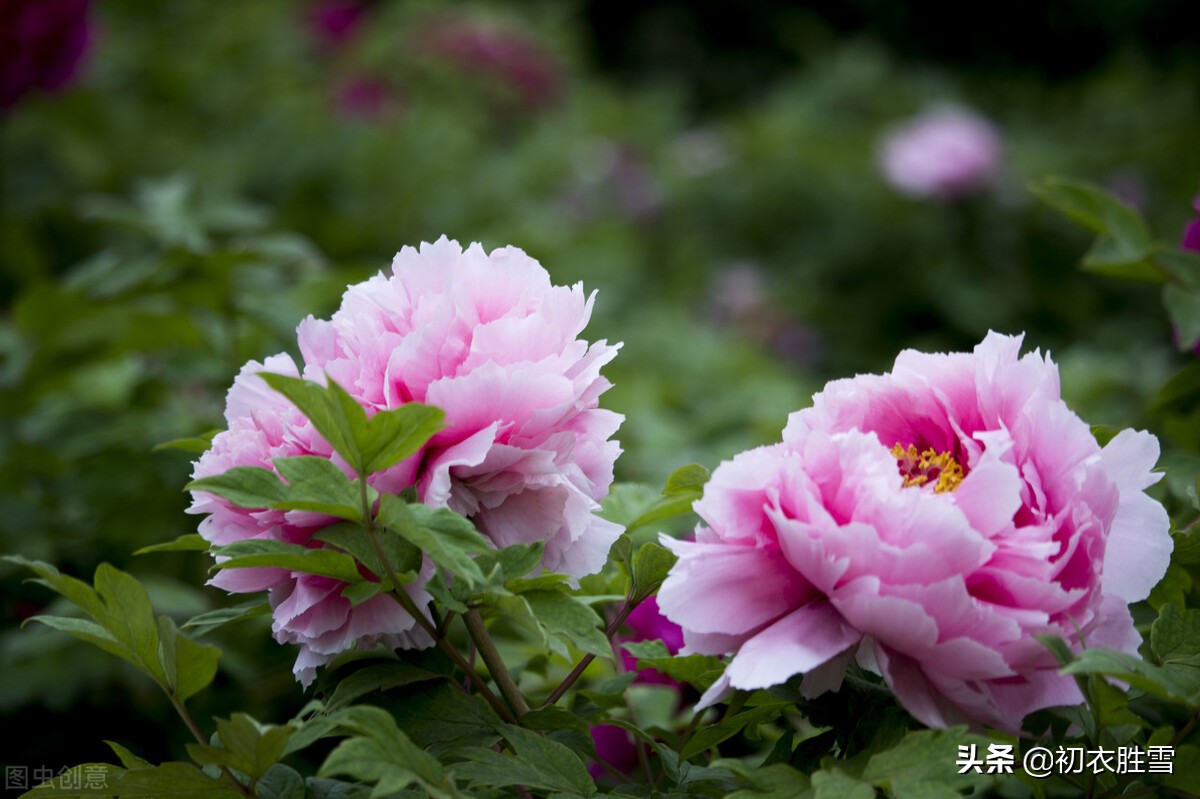 谷雨节气牡丹诗词7首，一朵千金，帝城谷雨初晴后