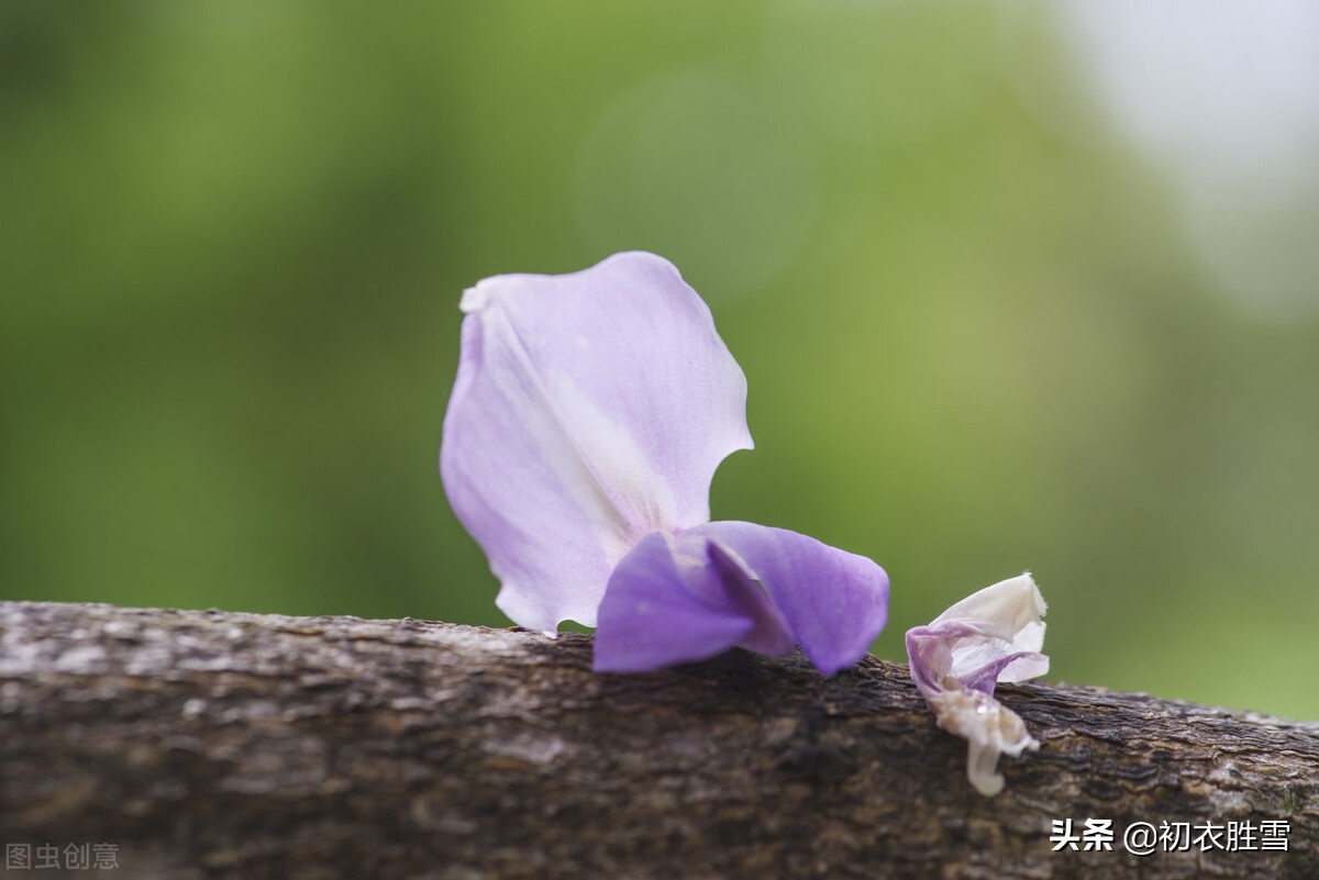 紫藤古诗七首：绶花空结紫藤高，紫藤花落午微风