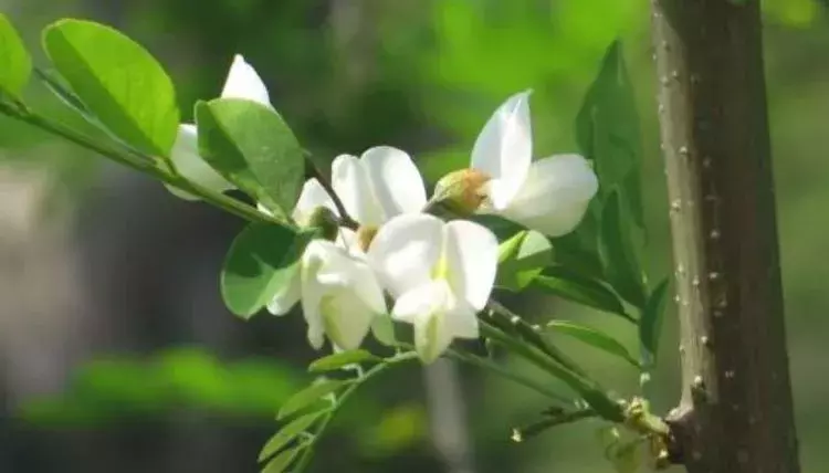 田文华丨千树万树槐花开