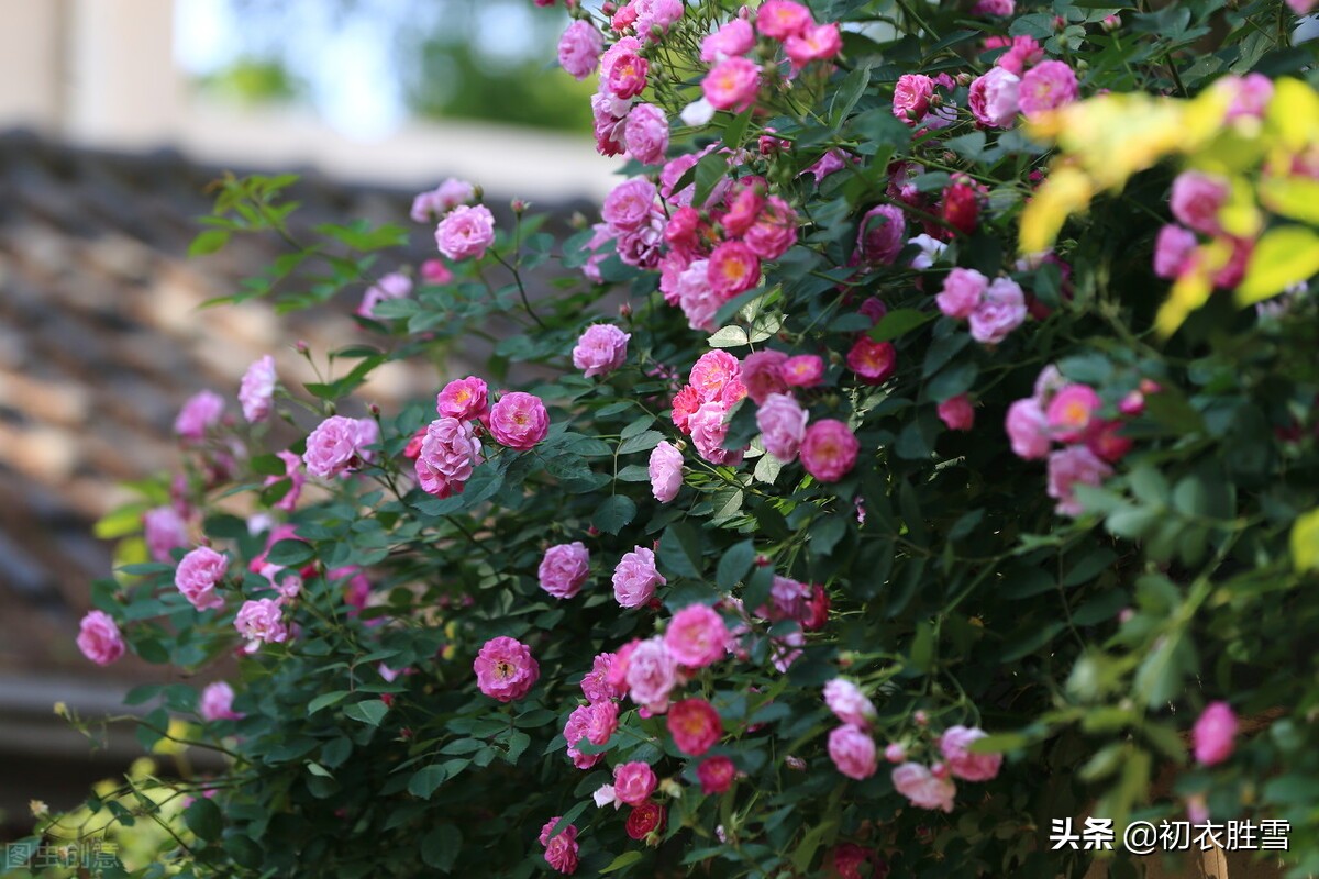 古诗立夏五首，朱明日，清和天，石榴知立夏，蔷薇伴午眠