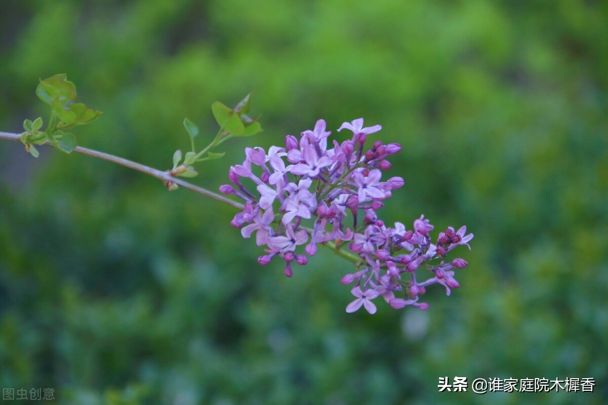 素香柔树，结愁千绪，相思在丁香枝上。东风起，化作一院丁香雪