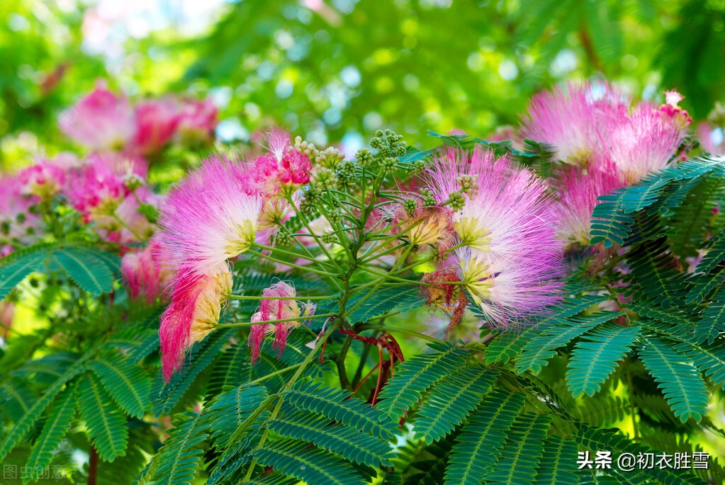 白居易李商隐陆游，合欢花诗各一首，看看他们诗作之间深沉的关联