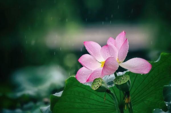 季羡林：春日听雨，真叫人兴高采烈