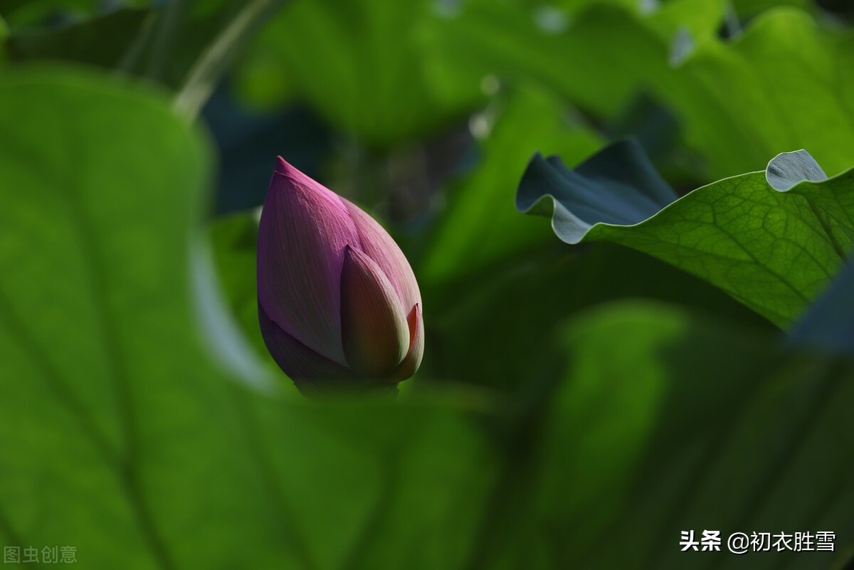 荷花花苞叫菡萏，赏读菡萏诗九首，金针刺菡萏，夜夜得见莲