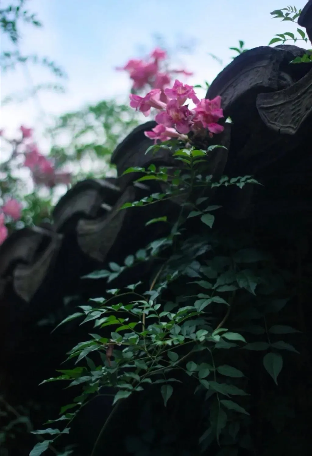 一方院落，煮时光慢慢，听岁月缓缓，淡然前行