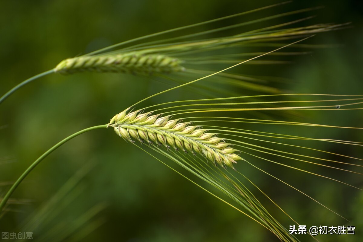 五首诗词中的初夏，樱桃熟后麦秋凉，麦秋天气似清明