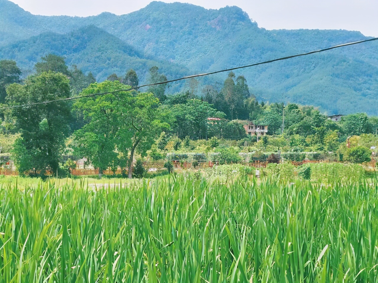 福建这个宝藏村落，有着优美的田园风光，还被称为沙县小吃第一村