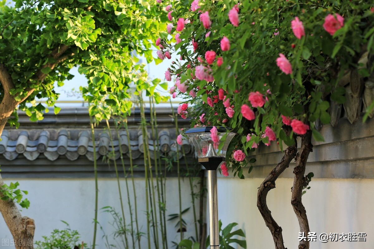 古诗立夏五首，朱明日，清和天，石榴知立夏，蔷薇伴午眠