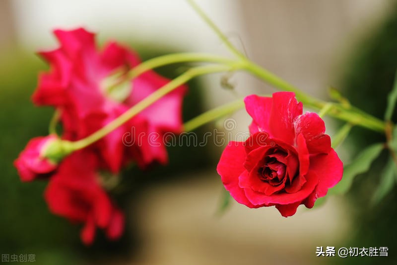 早夏花事诗词10首，楝花榴花葵花蔷薇荼蘼芍药玫瑰，你知道几种？