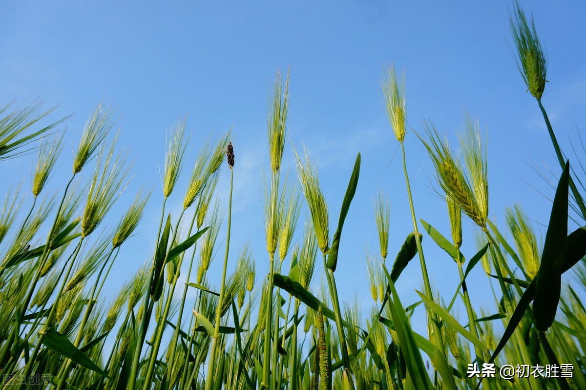 五首诗词中的初夏，樱桃熟后麦秋凉，麦秋天气似清明