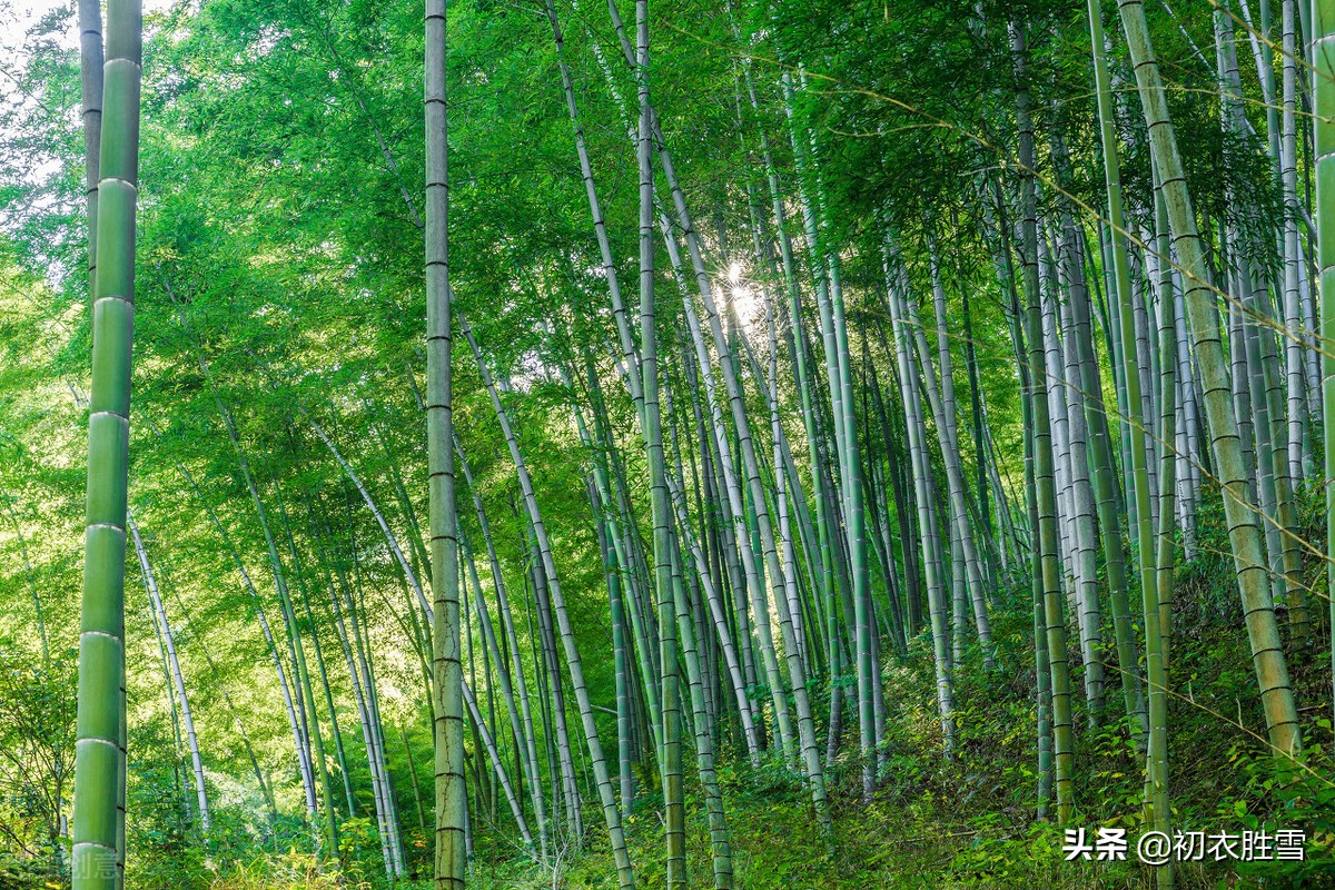 宋词赏读周邦彦夏日《满庭芳》，地卑山近，黄芦苦竹，致意白居易